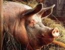 Употребление свинины запрещено в Коране