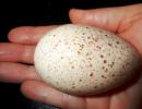 Каква е разликата между кокоши яйца и пуешки яйца?