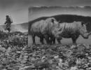 O fotógrafo inglês Brandt apresentou animais ameaçados de extinção como poeira - Você já tentou trabalhar com cores?