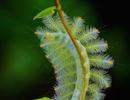 Dream Interpretation: why do you dream of a Caterpillar, what does it mean to see a Caterpillar in a dream