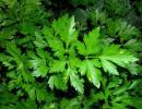 What is the benefit of parsley for women and men, what are its medicinal properties? What will happen if you eat a lot of parsley?