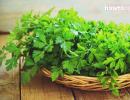 Parsley - benefits and harm to the health of the body, properties and uses